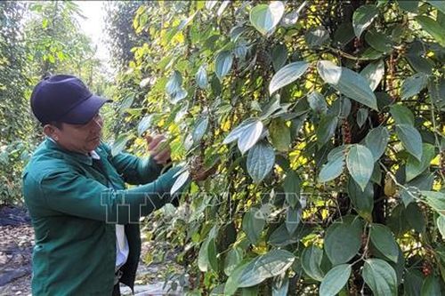 Giá hồ tiêu chính vụ tăng cao