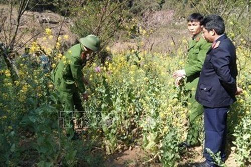 Phát hiện, phá nhổ cây thuốc phiện được trồng xen lẫn rau cải