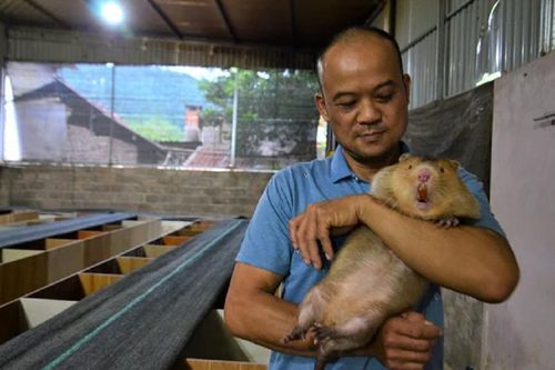 Anh nông dân nuôi con vật như 'chuột khổng lồ' đút túi 700 triệu đồng