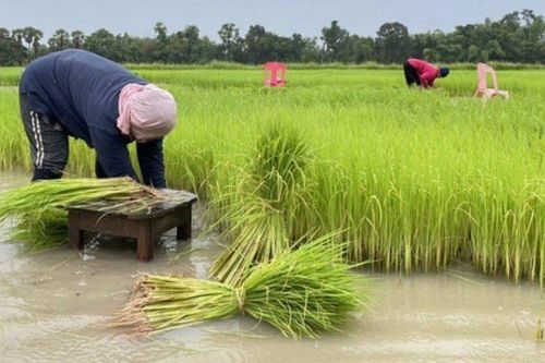Thái Lan kêu gọi nông dân không trồng lúa trái vụ
