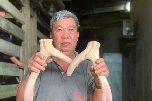 Mùa Xuân hái lộc nhung