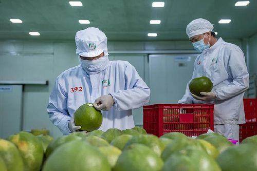 Xuất khẩu rau quả: Tín hiệu tích cực ngay từ đầu năm 2024