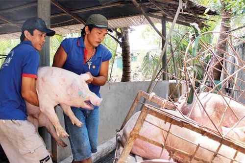 Giá heo hơi hôm nay 20/2/2024: 2 miền Bắc - Nam biến động 1.000 đồng/kg