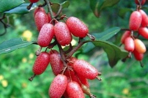 Quả nhót - những công dụng đối với sức khỏe