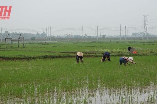 Như Thanh đẩy mạnh thực hiện nhiệm vụ phát triển kinh tế - xã hội năm 2024