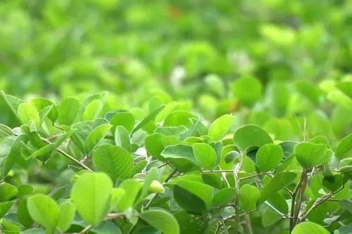 Bác sĩ trả lời: Uống thuốc từ lá cây có làm tan sỏi thận?