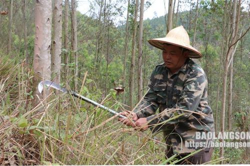 Anh Là làm giàu từ rừng