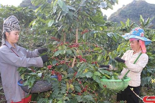 Chuyển đổi cây trồng tăng thu nhập cho nhân dân