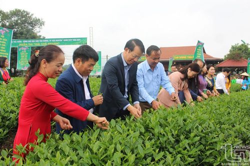 Lễ hội tôn vinh vùng 'Đệ nhất danh trà'