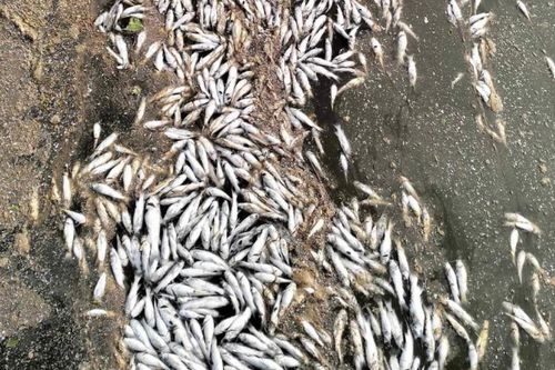 Quảng Trị: Cá chết bất thường trên kênh Bến Tám