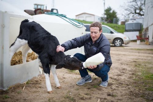 Mark Zuckerberg nuôi bò, con gái tưởng ông là nông dân