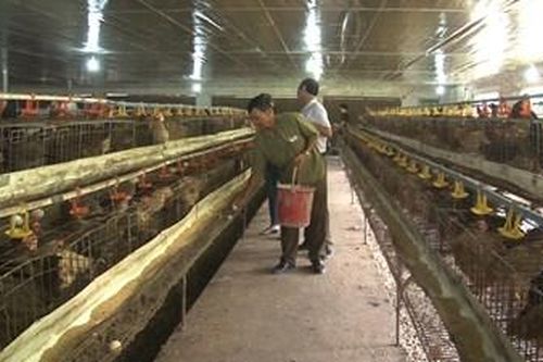 Cựu chiến binh gương mẫu