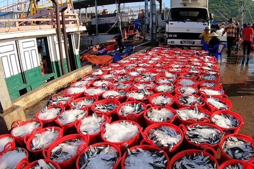 Ngư dân Quảng Nam, Quảng Ngãi hăng hái vươn khơi đánh bắt đầu năm