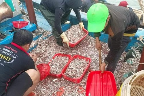 Quảng Bình: Ngư dân trúng đậm cá cơm, một đêm thu 150 triệu đồng