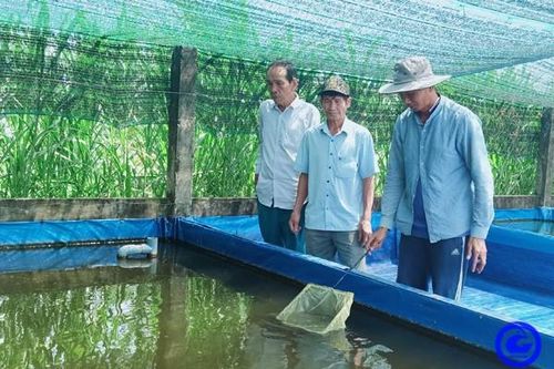 Anh nông dân Tiền Giang tự trả lương cao 20-25 triệu/tháng nhờ nuôi cá kiểng