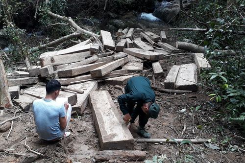 Bắt nhóm người phá rừng rồi dùng cỏ, tre để giấu gỗ