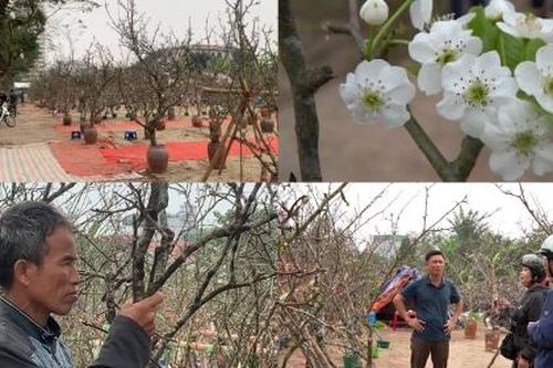 Hoa lê rừng Tây Bắc 'xuống phố' thu hút người dân sau Tết