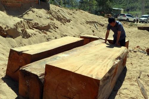 Kon Tum: Khởi tố, bắt tạm giam 5 đối tượng đốn hạ hàng chục khối gỗ