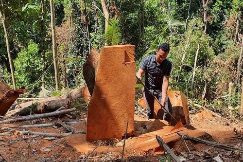 Kon Tum: Bắt 5 đối tượng đốn hạ hơn 30m3 gỗ rừng trái phép