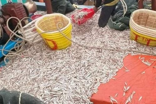 Sau một đêm, chủ tàu đánh bắt được hơn 6 tấn cá cơm, thu 150 triệu đồng