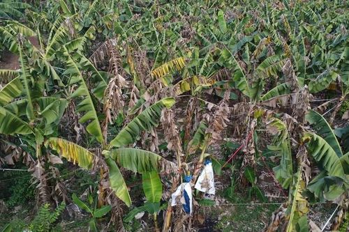 Mới nhất vụ 10 ha chuối ở Đồng Nai khô héo, hư hỏng nghi do phân bón