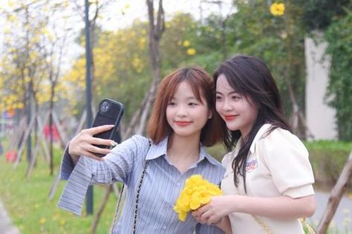 Giới trẻ Hà thành thích thú check in ở đường hoa phong linh nở vàng