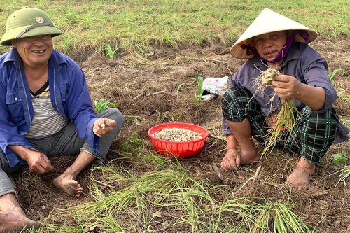Đặc sản xứ Nghệ đầu mùa, thương lái mua giá cao gấp 2 lần