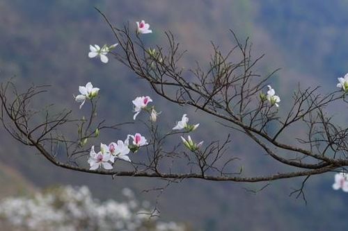 Tết về bản