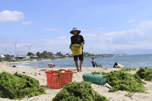Ngư dân Ninh Thuận được mùa khai thác rong biển