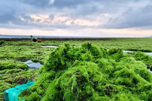 Cận cảnh khai thác rong nho tại Ninh Thuận