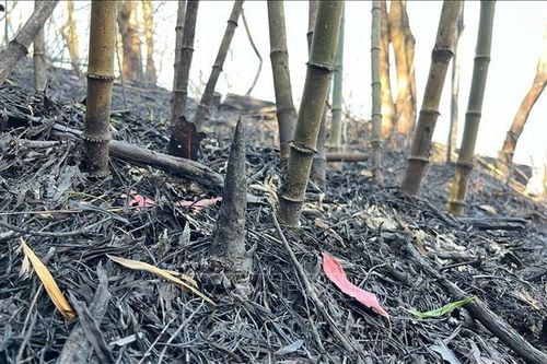 Điểm cháy cuối cùng tại Vườn Quốc gia Hoàng Liên đã cơ bản được khống chế