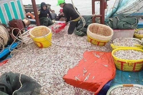 Trúng đậm 'lộc trời' ngư dân Quảng Bình bất ngờ thu trăm triệu sau 1 đêm