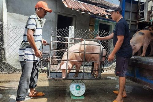 Giá heo hơi hôm nay 21/2/2024: Tăng 1.000 - 3.000 đồng/kg