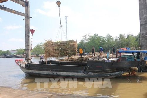Niềm vui đầu năm mới với người trồng mía Sóc Trăng