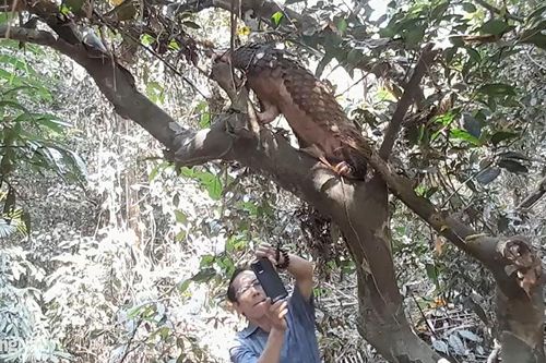 Thả 53 cá thể động vật rừng về môi trường tự nhiên