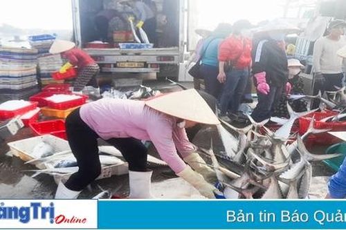 Ngư dân thu 'lộc biển' đầu năm