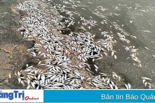 Lại xuất hiện tình trạng cá chết ở xã Vĩnh Sơn