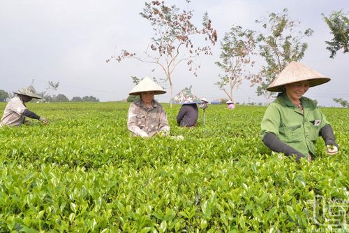 Đại Từ: Phát động thi đua xây dựng 'Vùng chè mẫu'