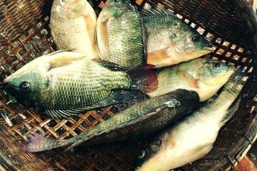 Brazil dừng nhập khẩu cá rô phi Việt Nam