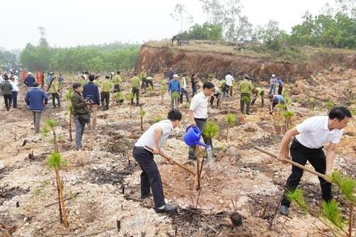 Quảng Nam đặt mục tiêu trồng được 51,6 triệu cây xanh vào năm 2025