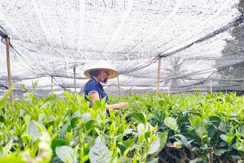 Trồng chè thắng lớn nhờ liên kết, áp dụng công nghệ