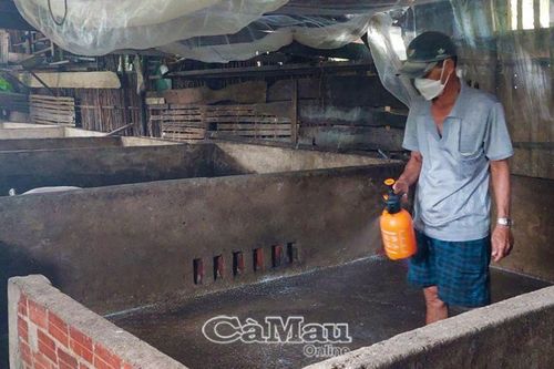 Người chăn nuôi đang chờ vắc xin tả heo châu Phi