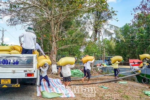 Trúng đậm vụ lúa đông xuân