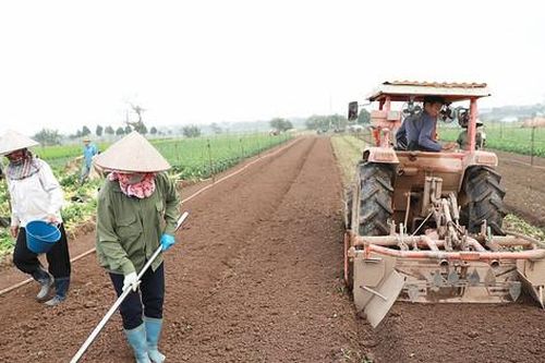 Nông nghiệp Hà Nội sau Tết Nguyên đán 2024: Gắn sản xuất với nhu cầu thị trường