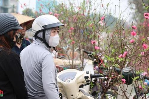 Đào 'đại hạ giá' xuống phố, tiểu thương Hà Nội mong gỡ vốn sau vụ Tết Nguyên đán