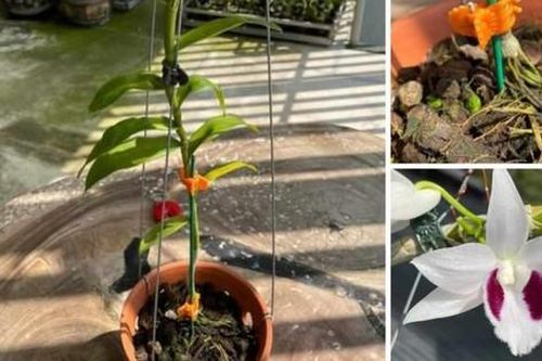 Lan đột biến 'sốt' trở lại, giá bán đến 350 triệu đồng