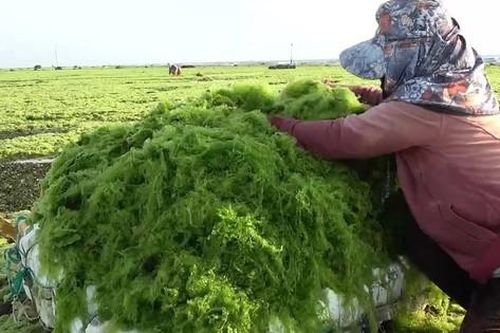 Mùa vớt 'lộc biển' ở Ninh Thuận