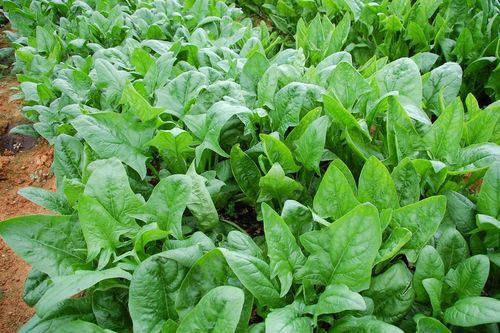 ''Vua các loại rau xanh'' giảm nguy cơ ung thư được trồng nhiều ở Việt Nam