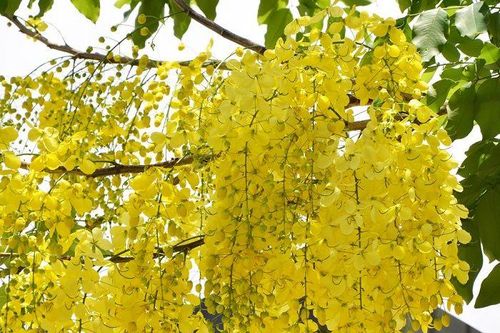 Những loài hoa nguy hiểm nhất thế giới