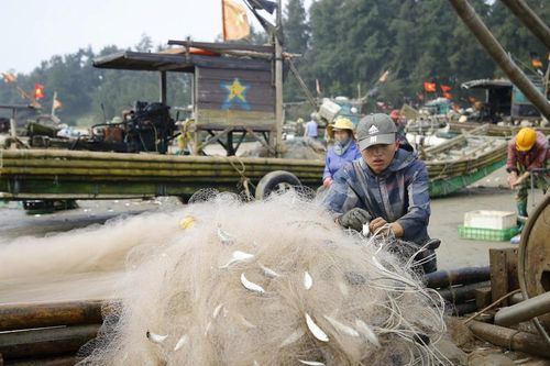 Mỏi tay gỡ cá trích dịp đầu năm
